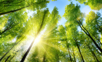 Green trees amongst a blue sky